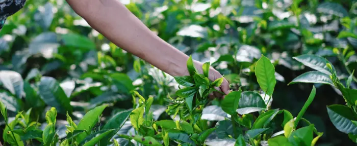 blog-zit-er-cafeine-in-thee-teaser