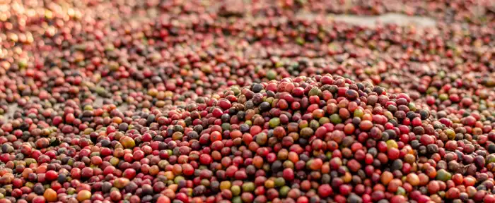 3-blog-koffietrends-2026-teaser