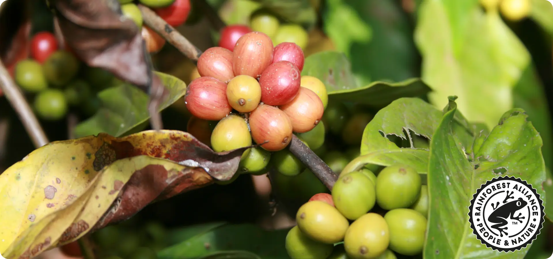 Koffiebonen met het rainforest alliance keurmerk