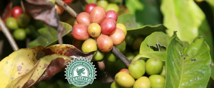 blog-rainforest-alliance-teaser