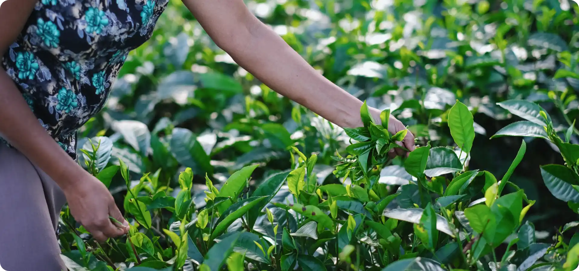 Zit er cafeïne in thee? Fortune Coffee legt het uit