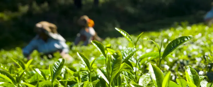 7-trendingtea-teaser