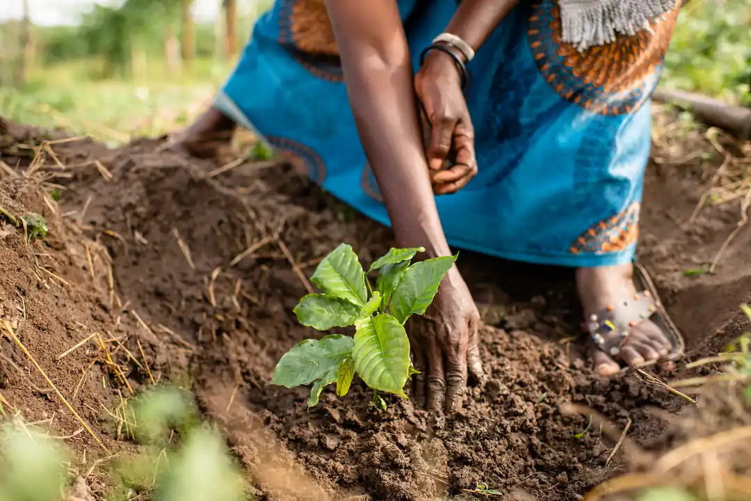 Rainforest alliance milieu