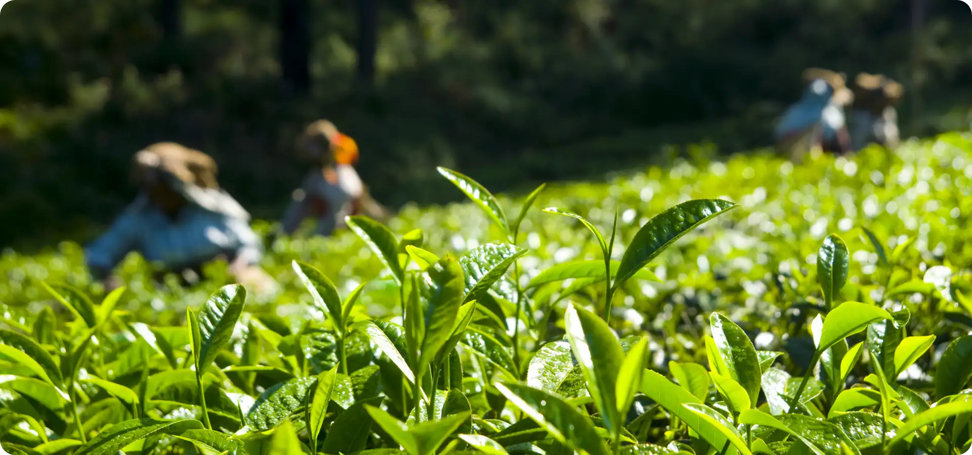 TrendingTea, thee met impact